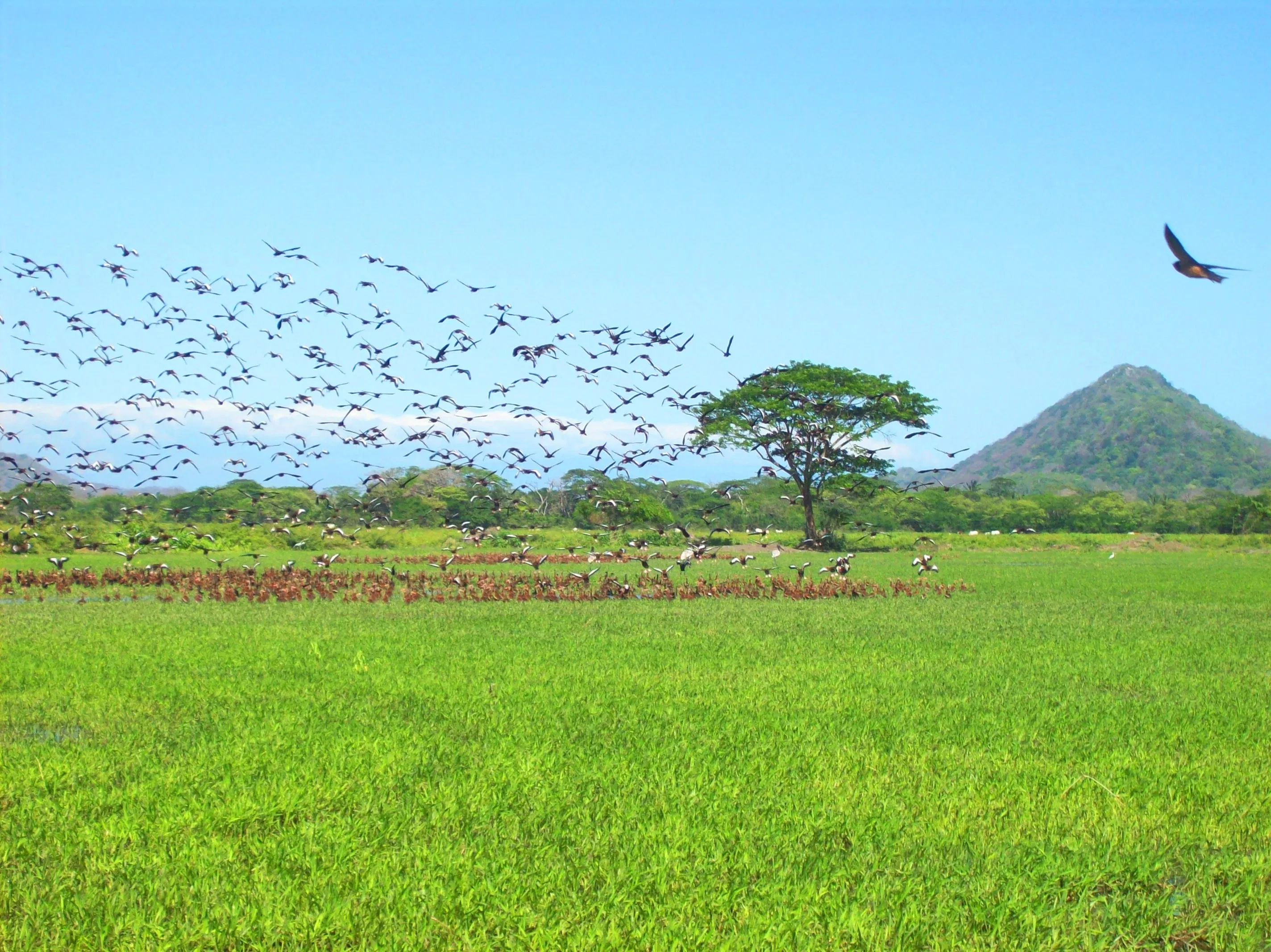 Palo Verde Boat Tour & Lunch – Cipancí
